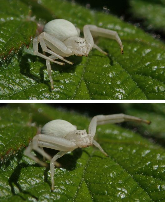 230426 crab spiders (2)