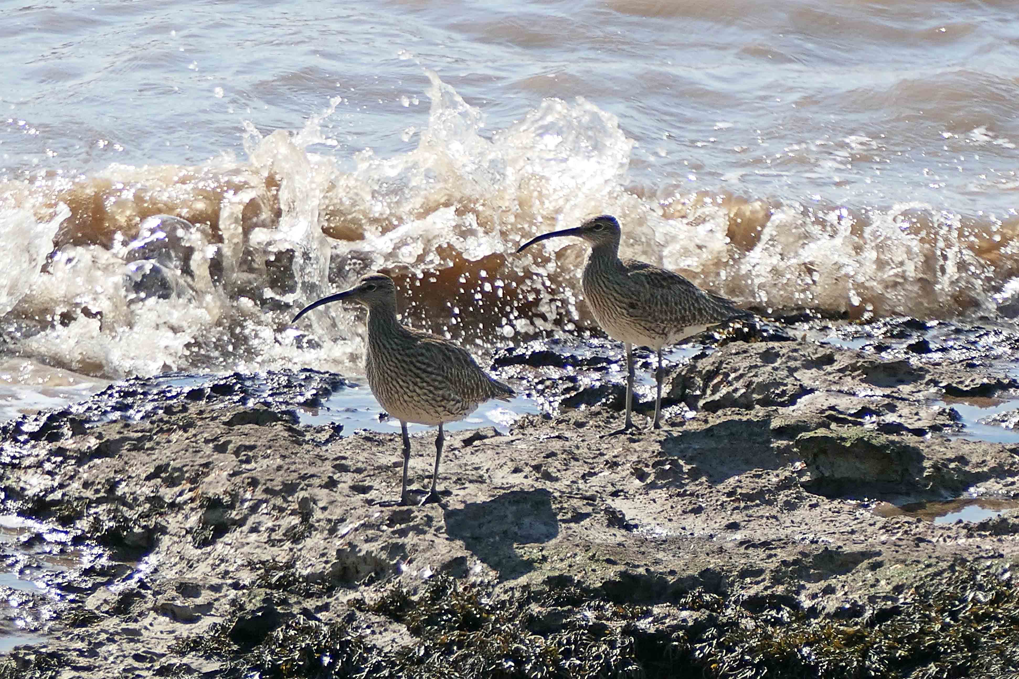 230427 whimbrel (1)