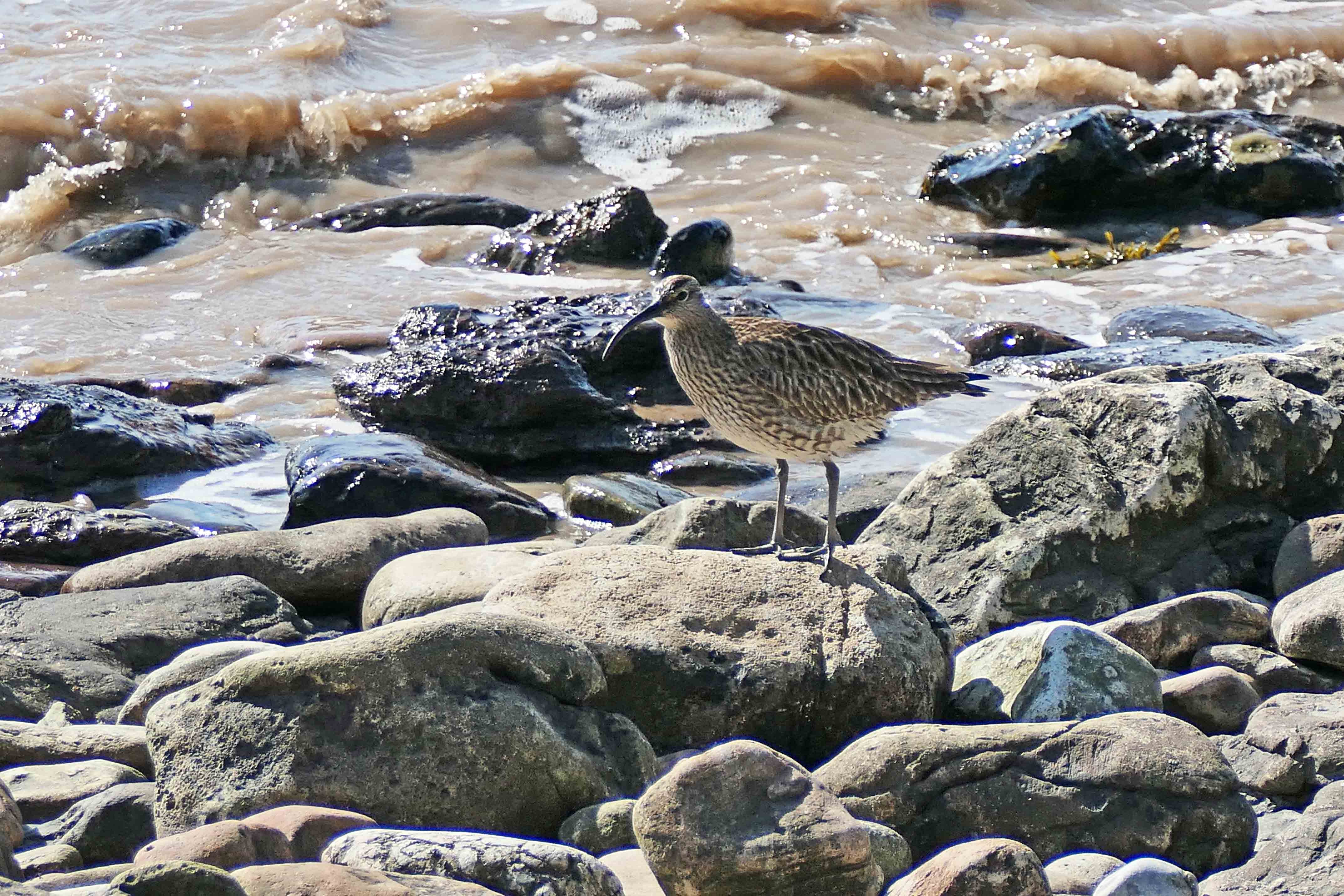 230427 whimbrel (2)