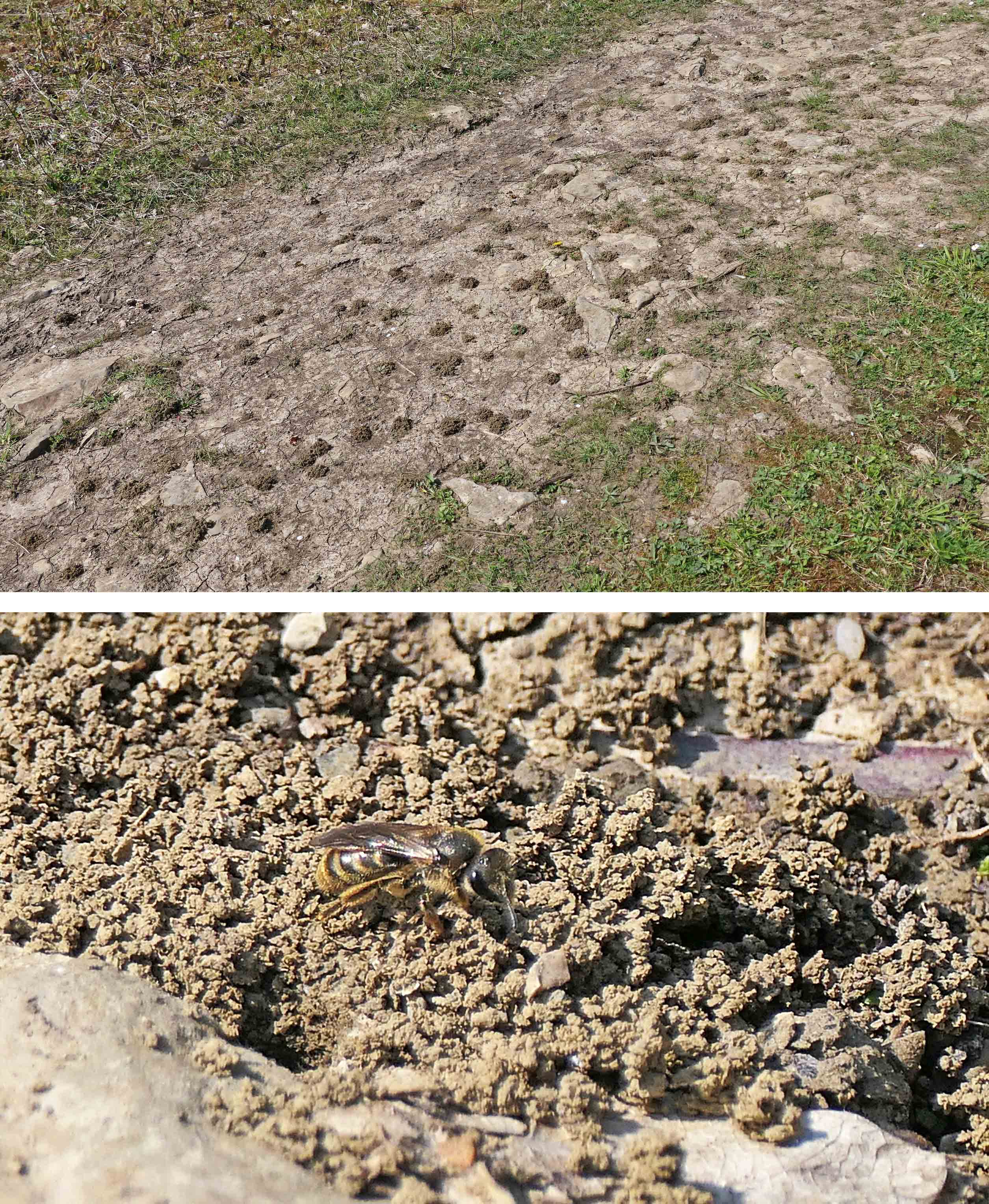 230428 bee-flies revisited (1)