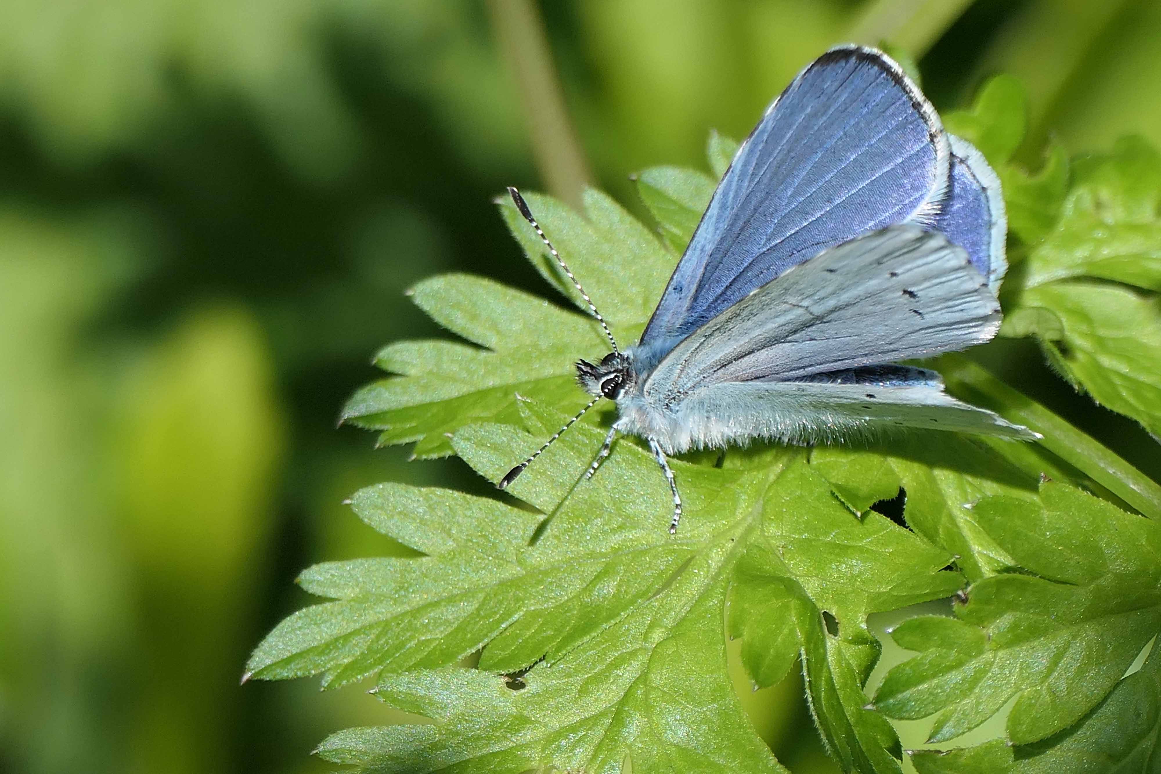 230429 holly blue