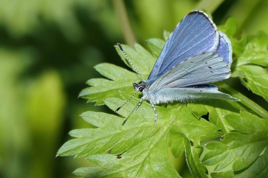230429 holly blue