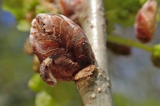 230501 Coleophora lutipennella (1)