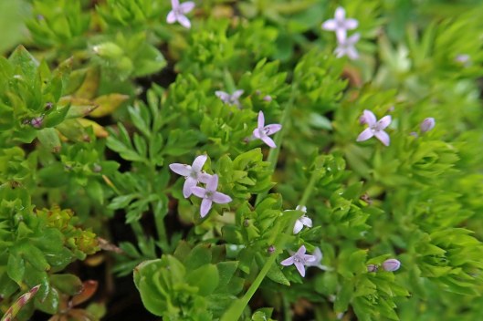 230507 field madder (1)