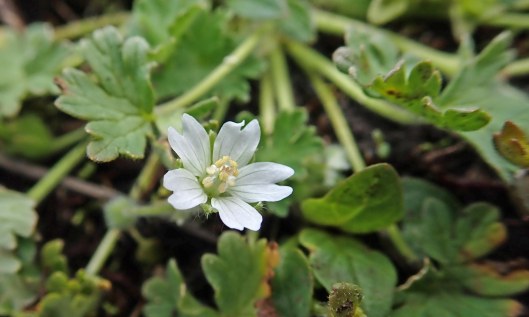 230505 Geranium molle (1)