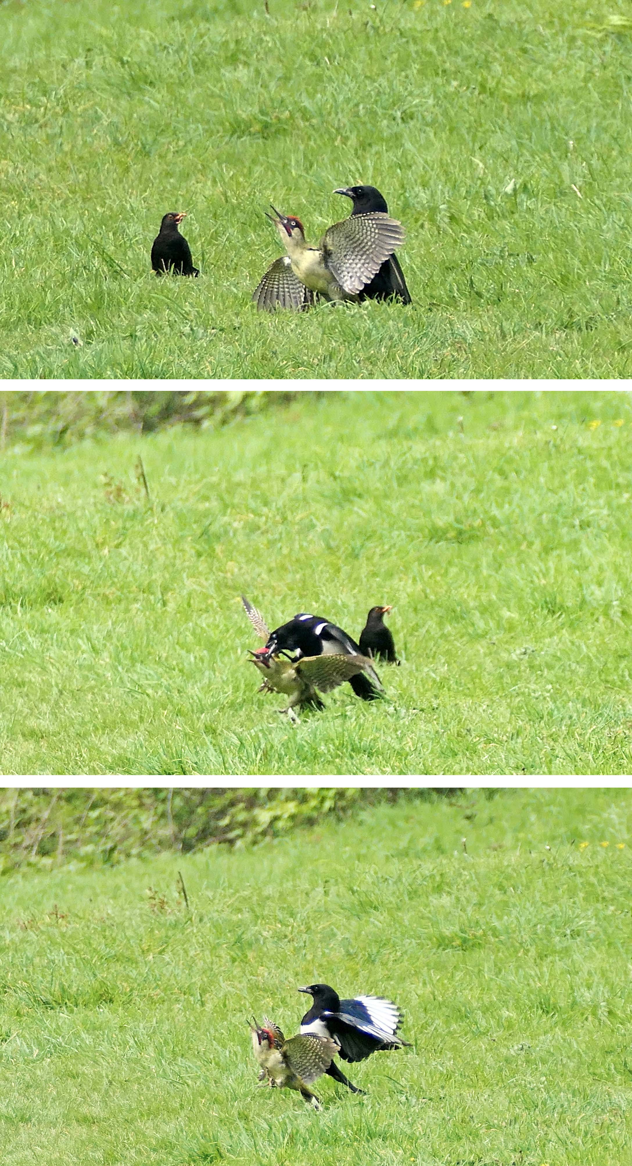 230506 magpie and green woodpecker (2)