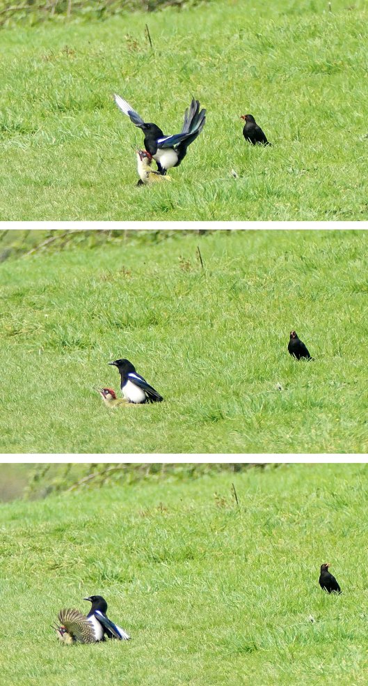 230506 magpie and green woodpecker (3)