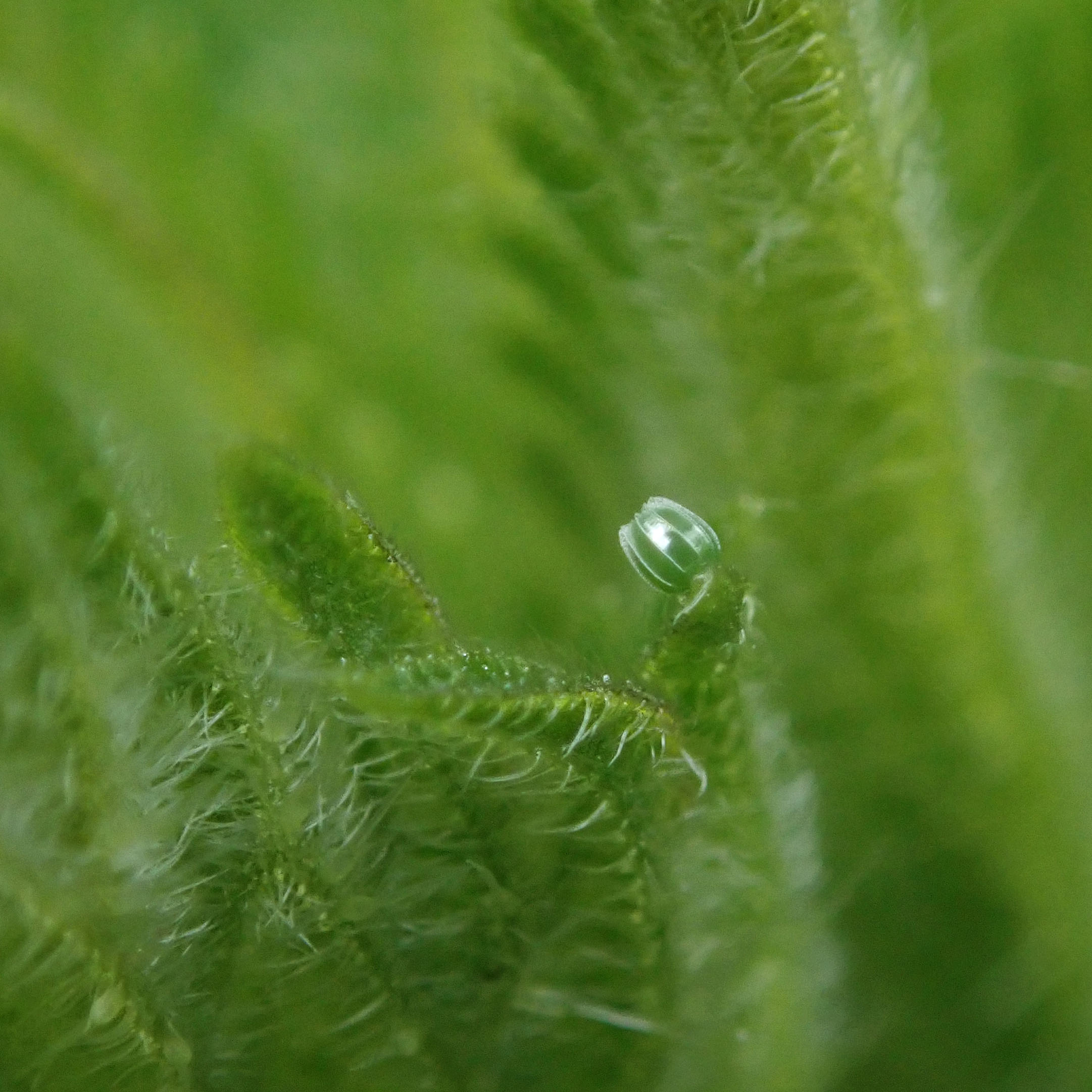 230511 red admiral egg