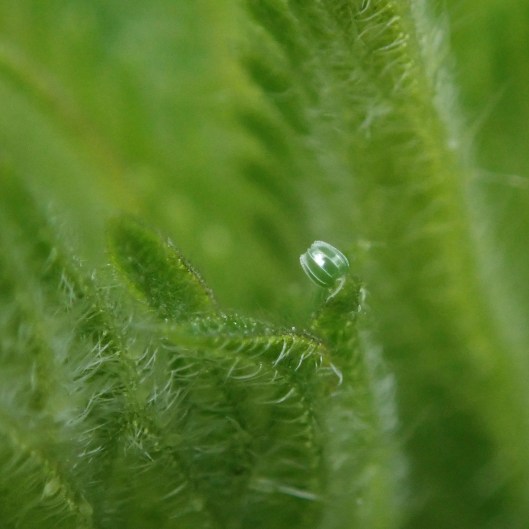 230511 red admiral egg