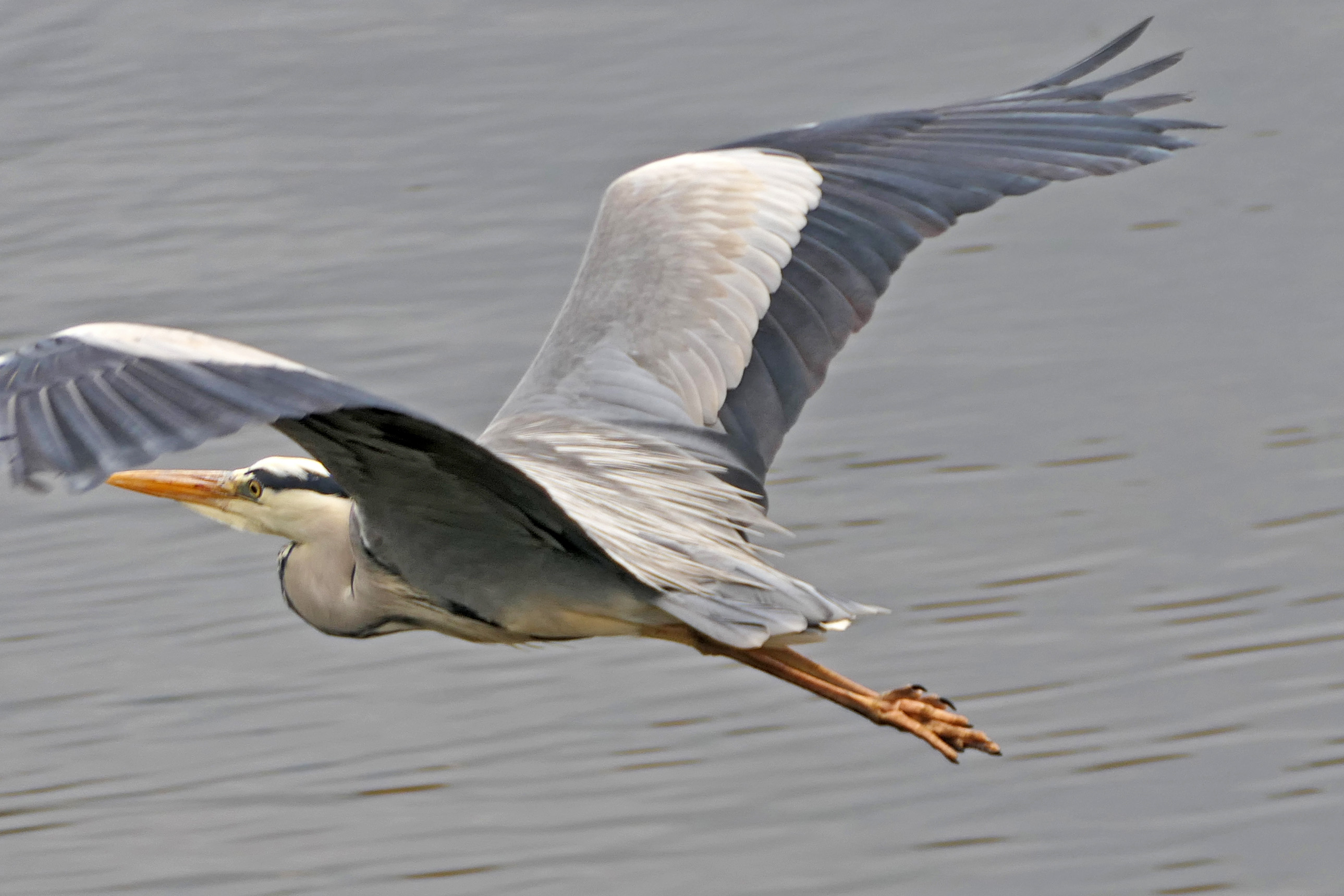 230513 grey heron