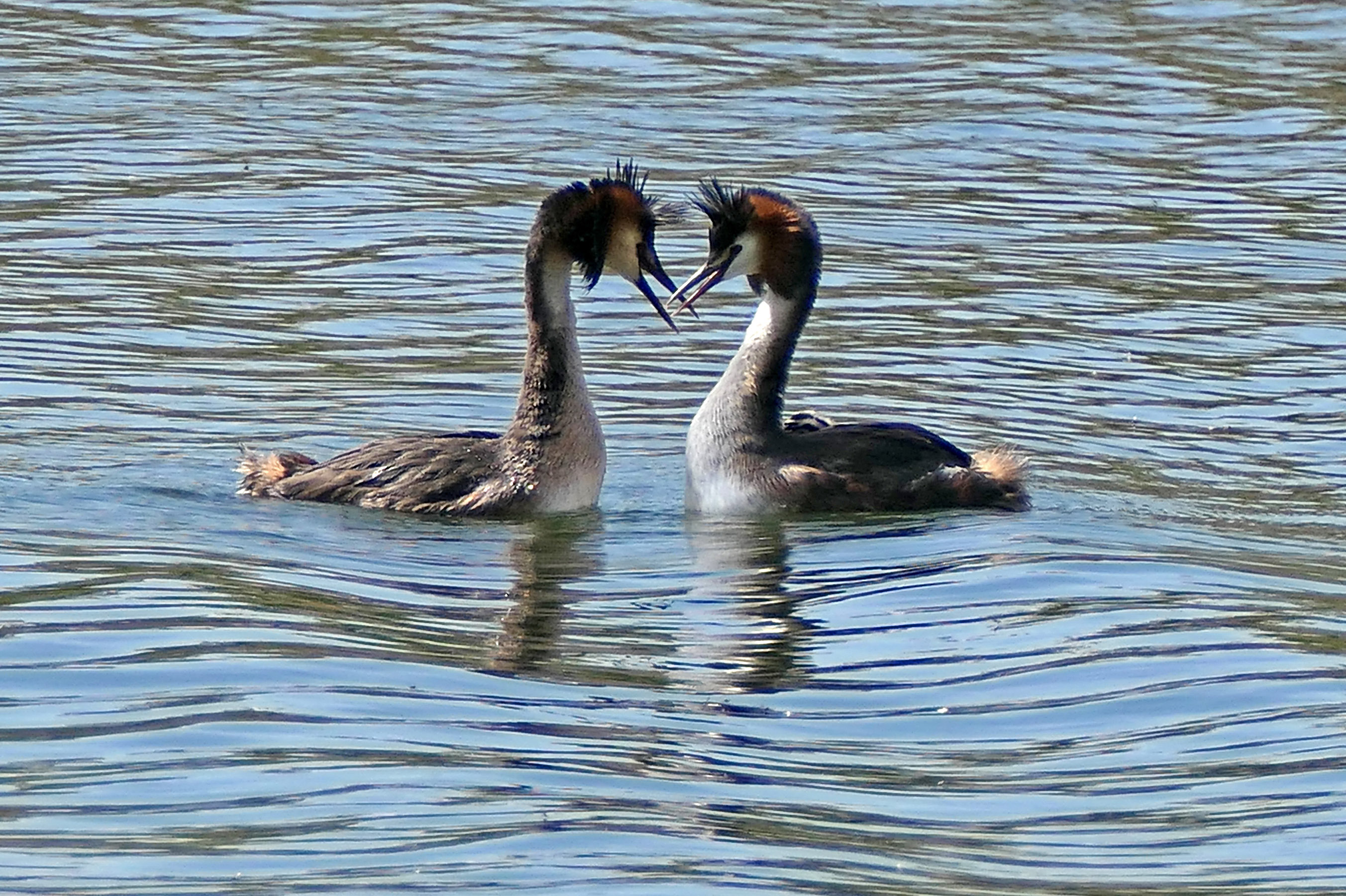 230518 great crested grebes