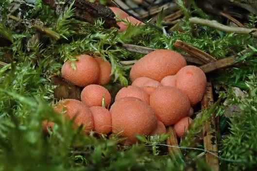 230519 wolfs milk slime mould