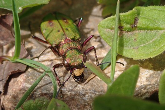230520 green tiger beetle