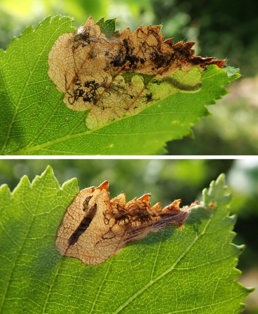 230522 eriocrania unimaculella on birch
