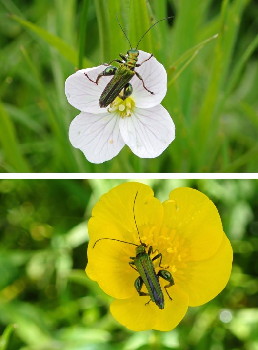 230525 swollen-thighed beetle