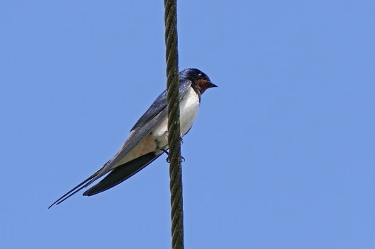 230526 swallow