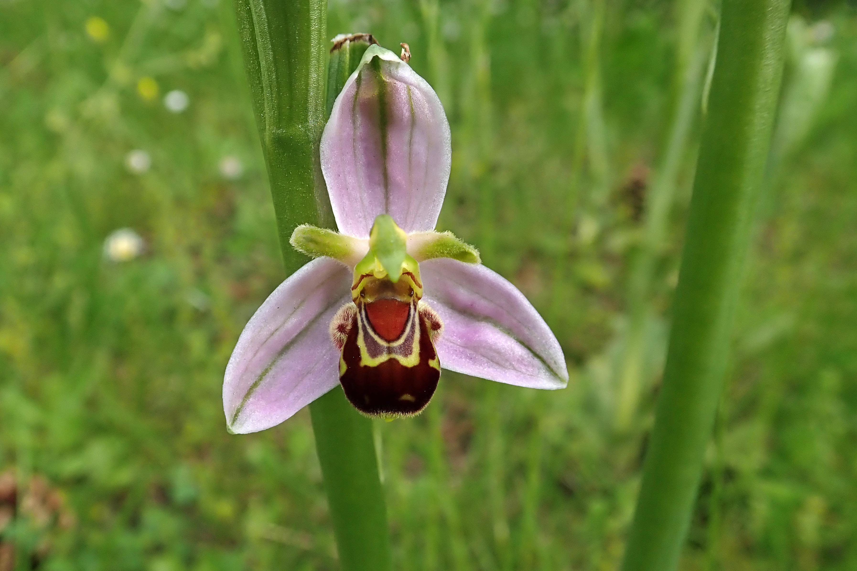 230528 bee orchids (1)