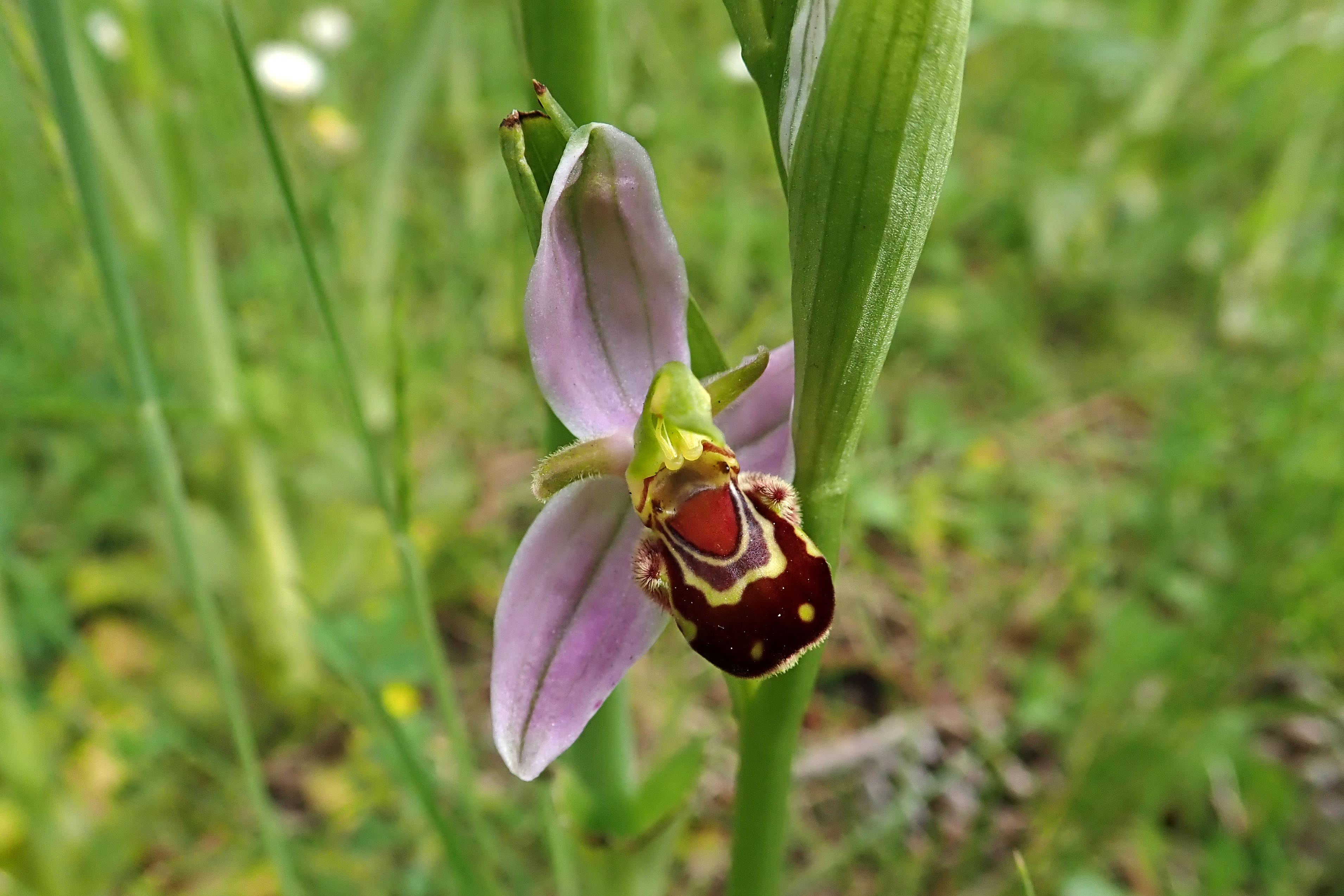 230528 bee orchids (2)