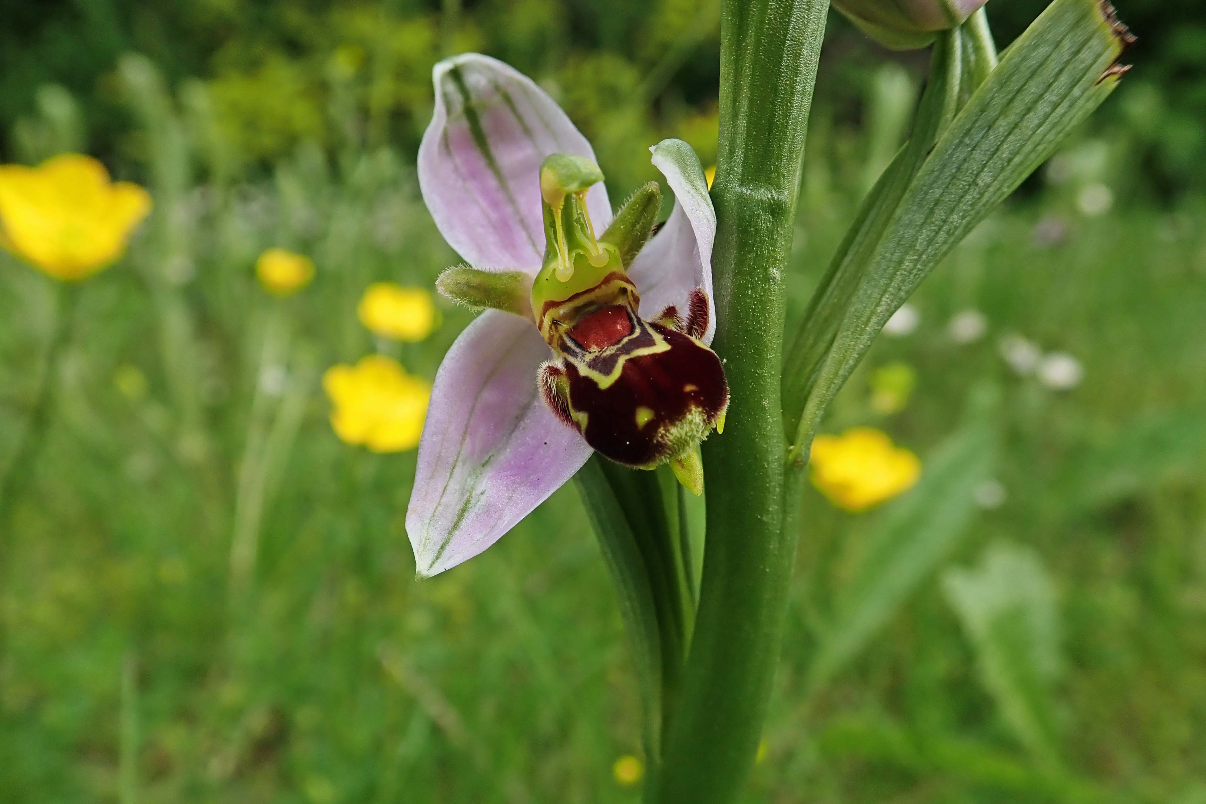 230528 bee orchids (3)