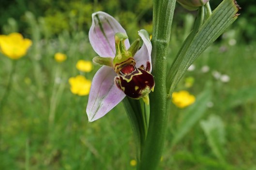 230528 bee orchids (3)