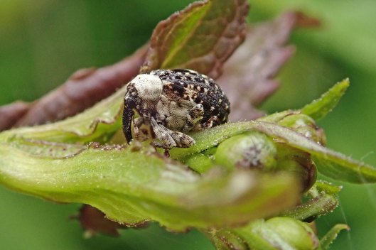 230529 figwort weevil (2)