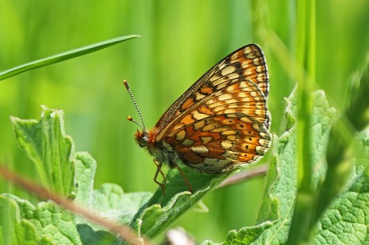 230530 marsh fritillary (1)