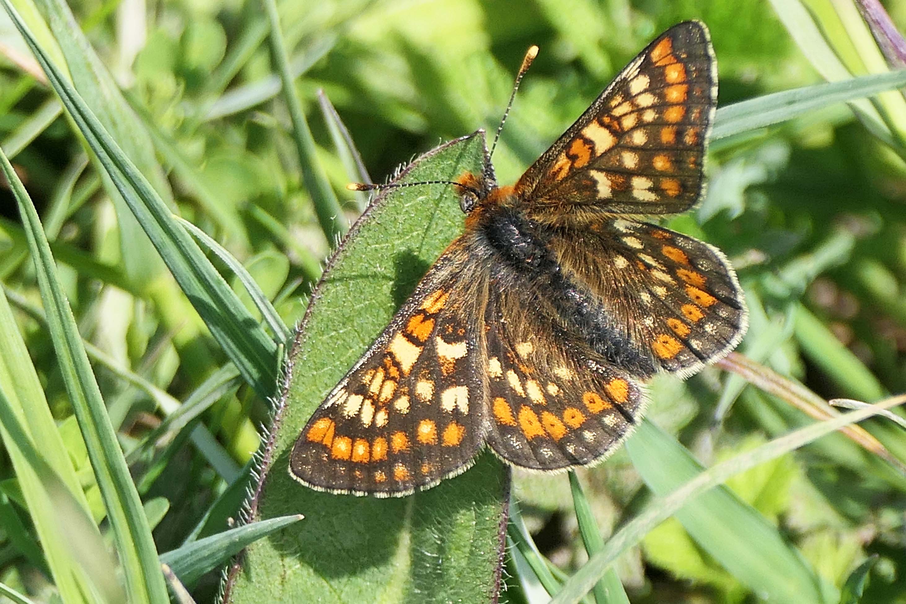 230530 marsh fritillary (4) male