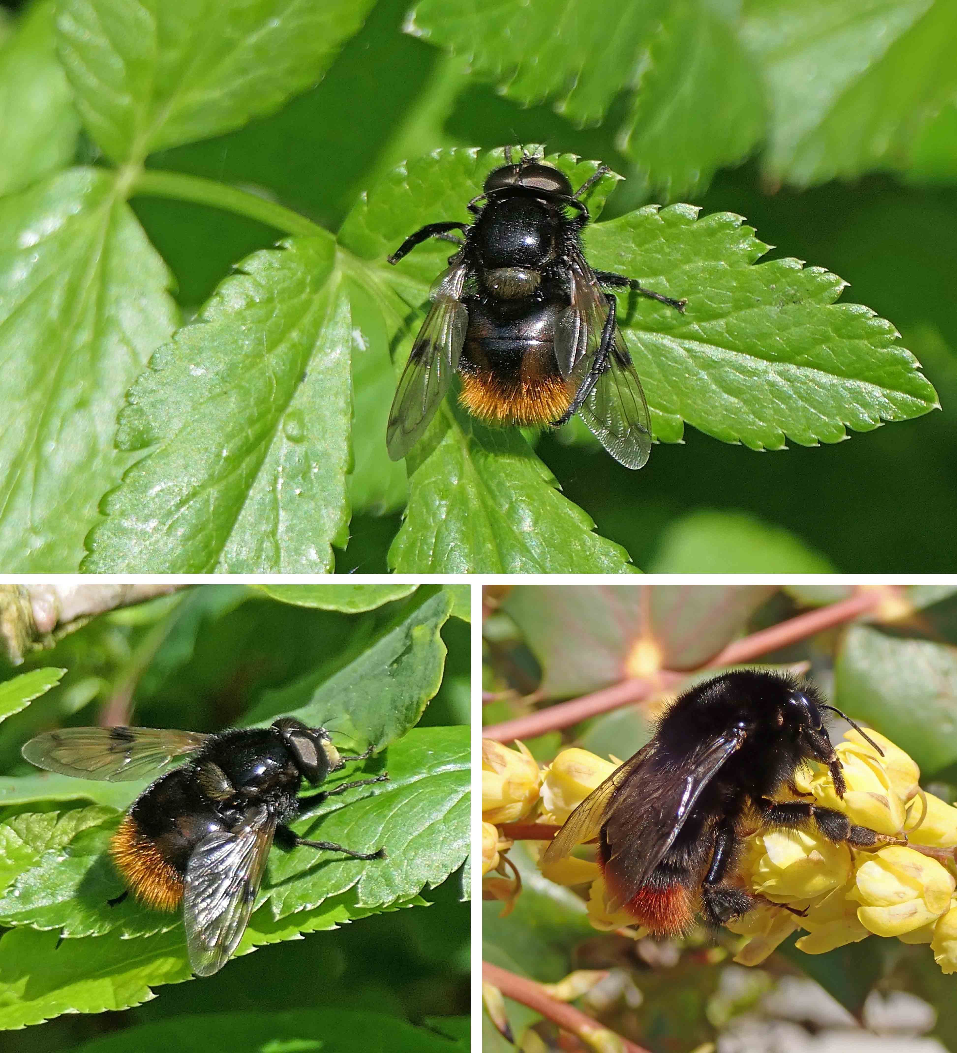 230601 volucella bombylans (2)