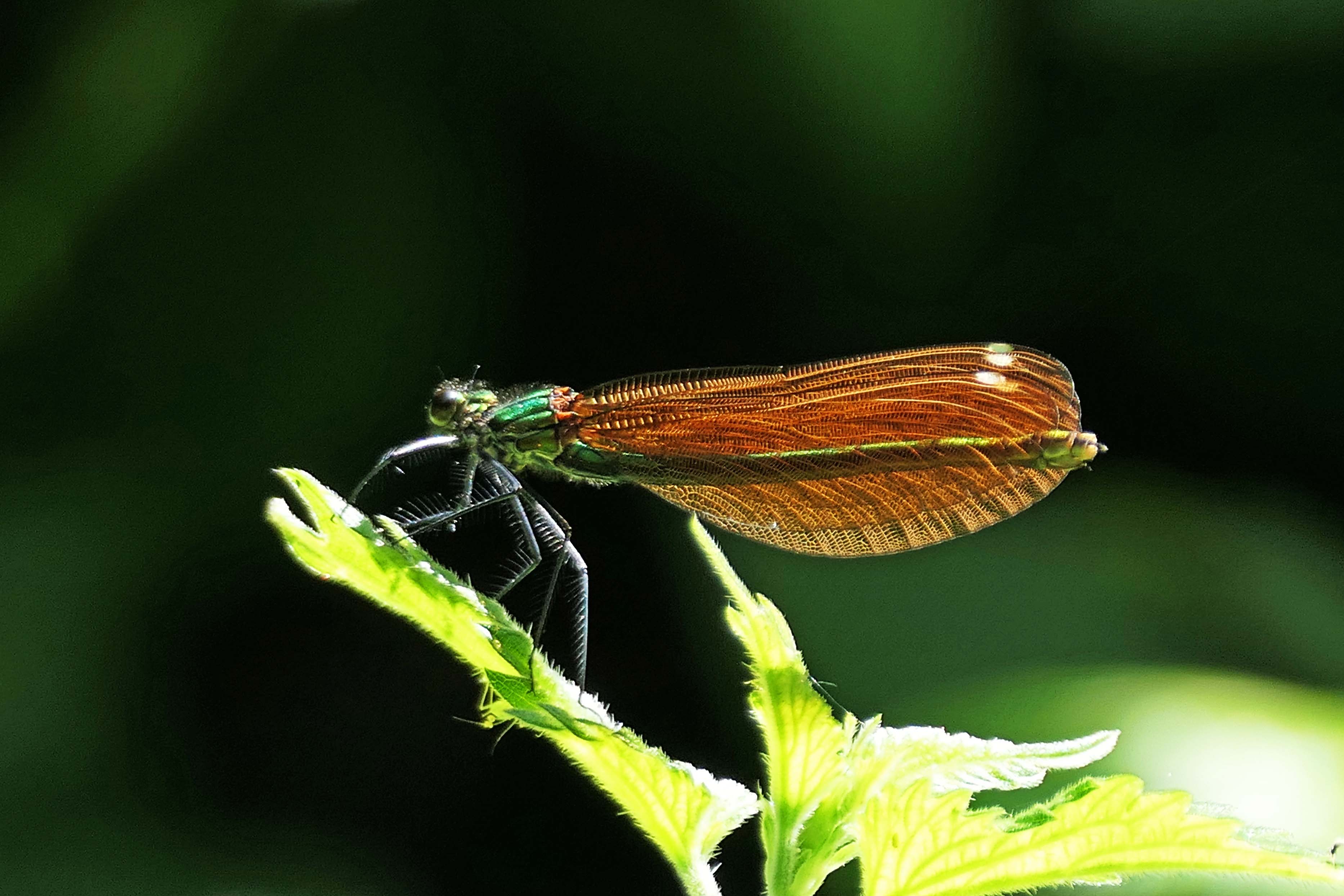 230607 beautiful demoiselle fem