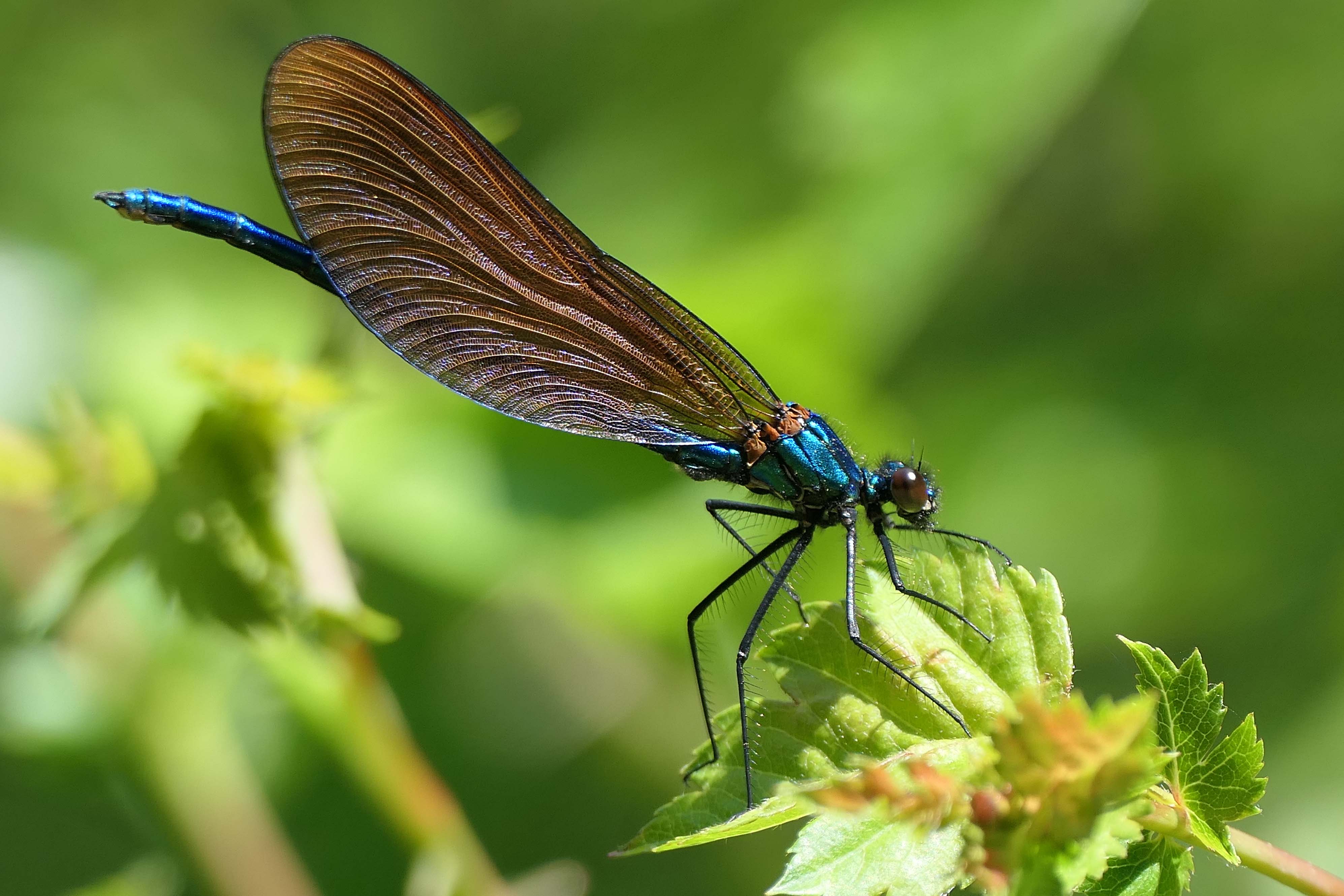 230607 beautiful demoiselle male