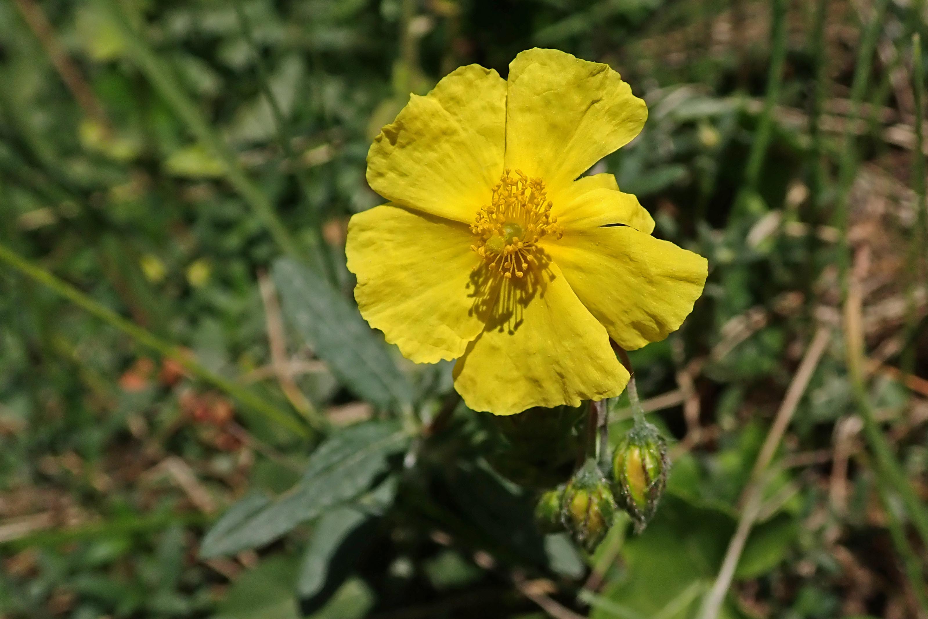 230611 common rock-rose