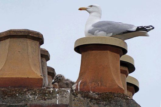 230615 herring gull and chicks