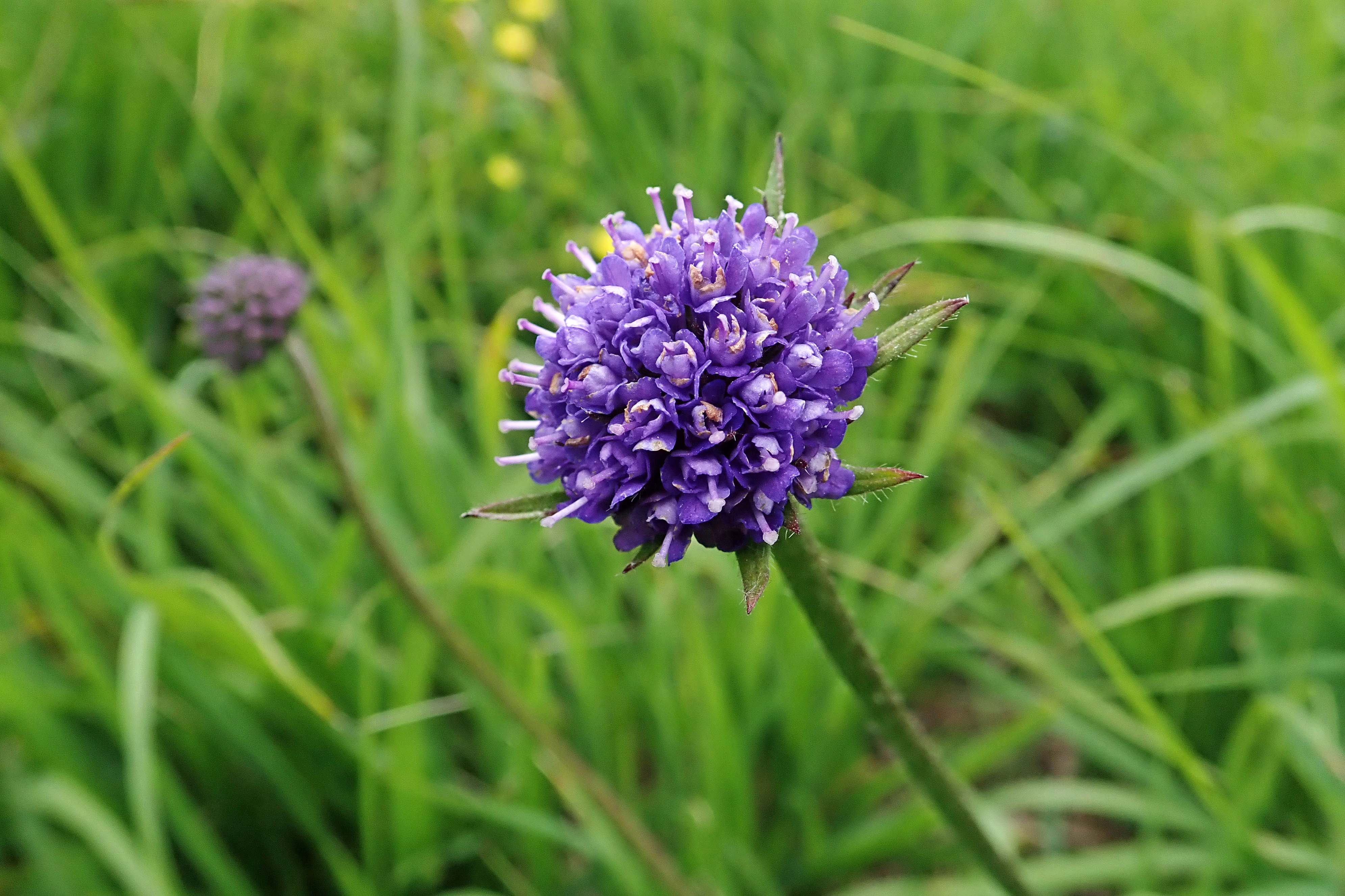 230618 devil's-bit scabious