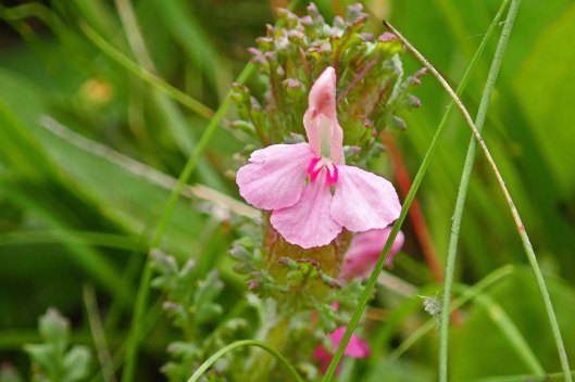 230618 marsh lousewort