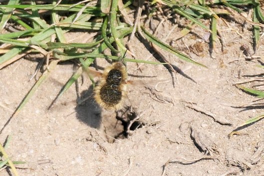 230619 Bombylius canescens