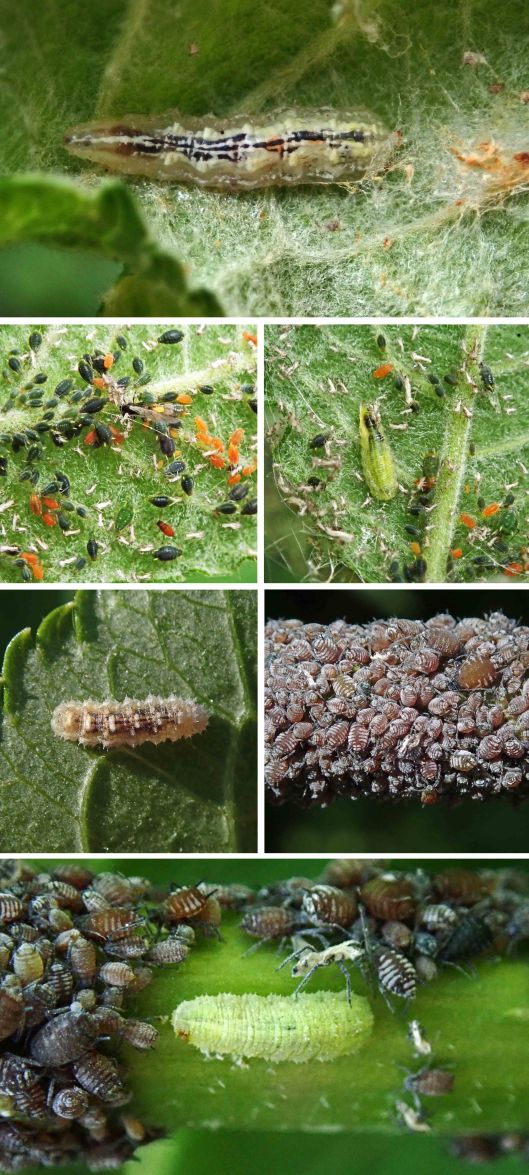 230621 aphids and hoverfly larvae