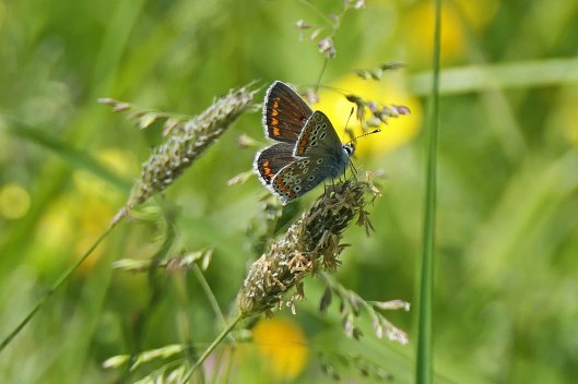 230622 brown argus (2)