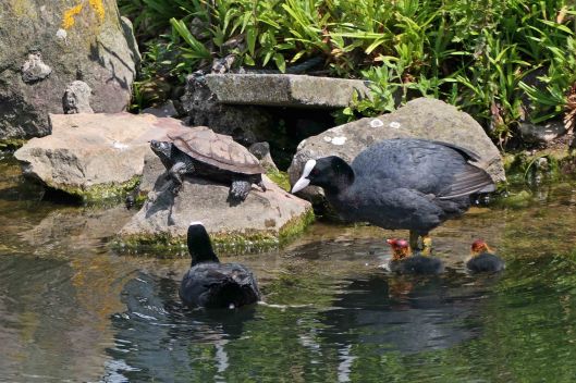 230623 coots and turtle (1)