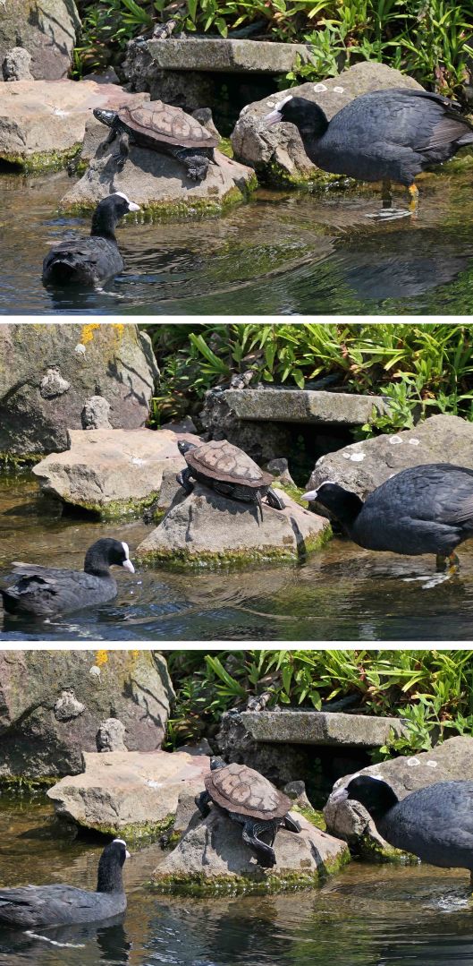 230623 coots and turtle (2)
