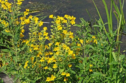 230625 Monkeyflower (1)