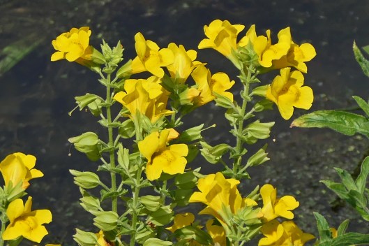 230625 Monkeyflower (2)