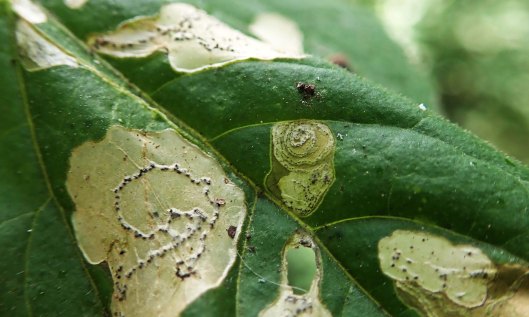 230626 mompha terminella (3)