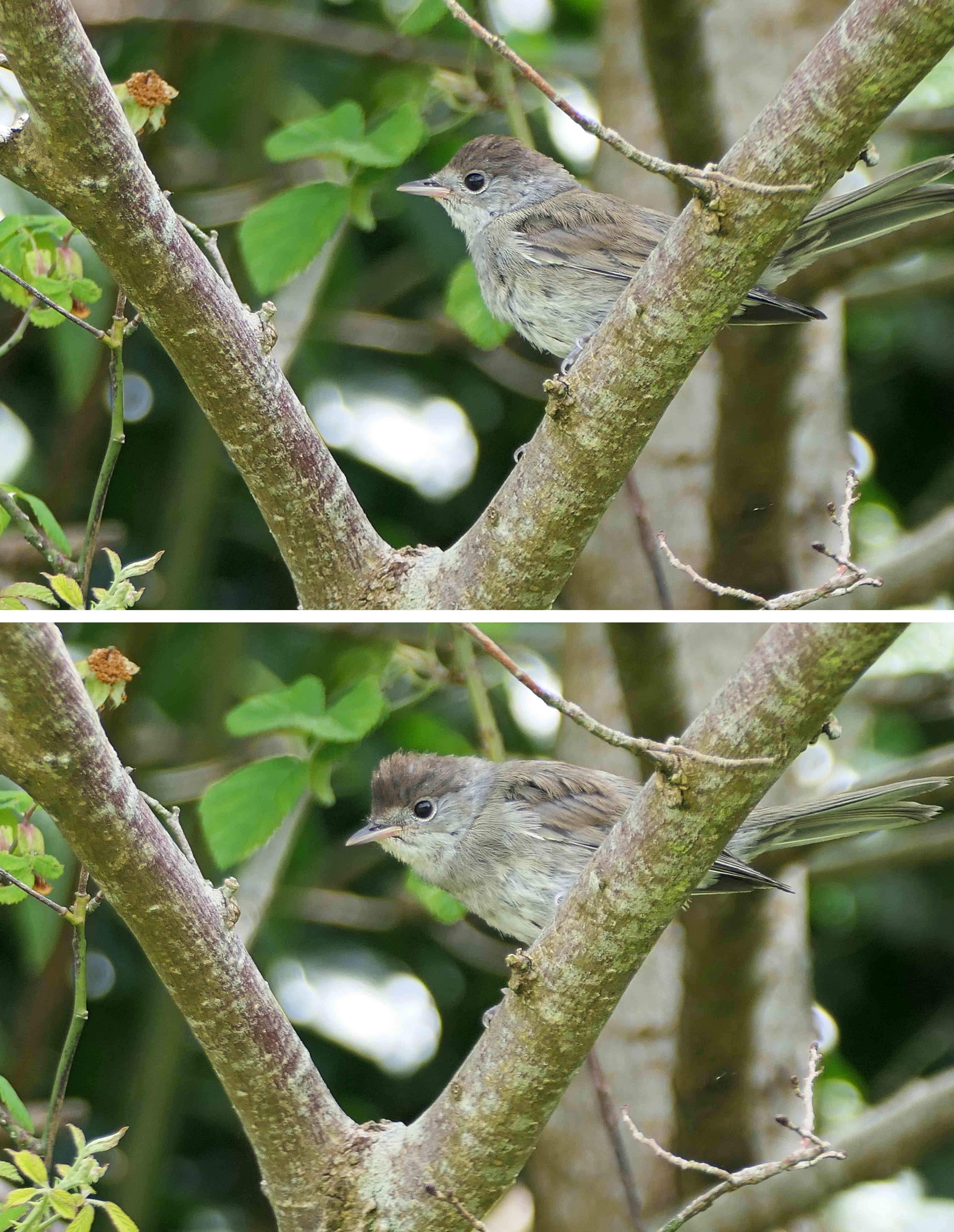 230627 juvenile blackcap