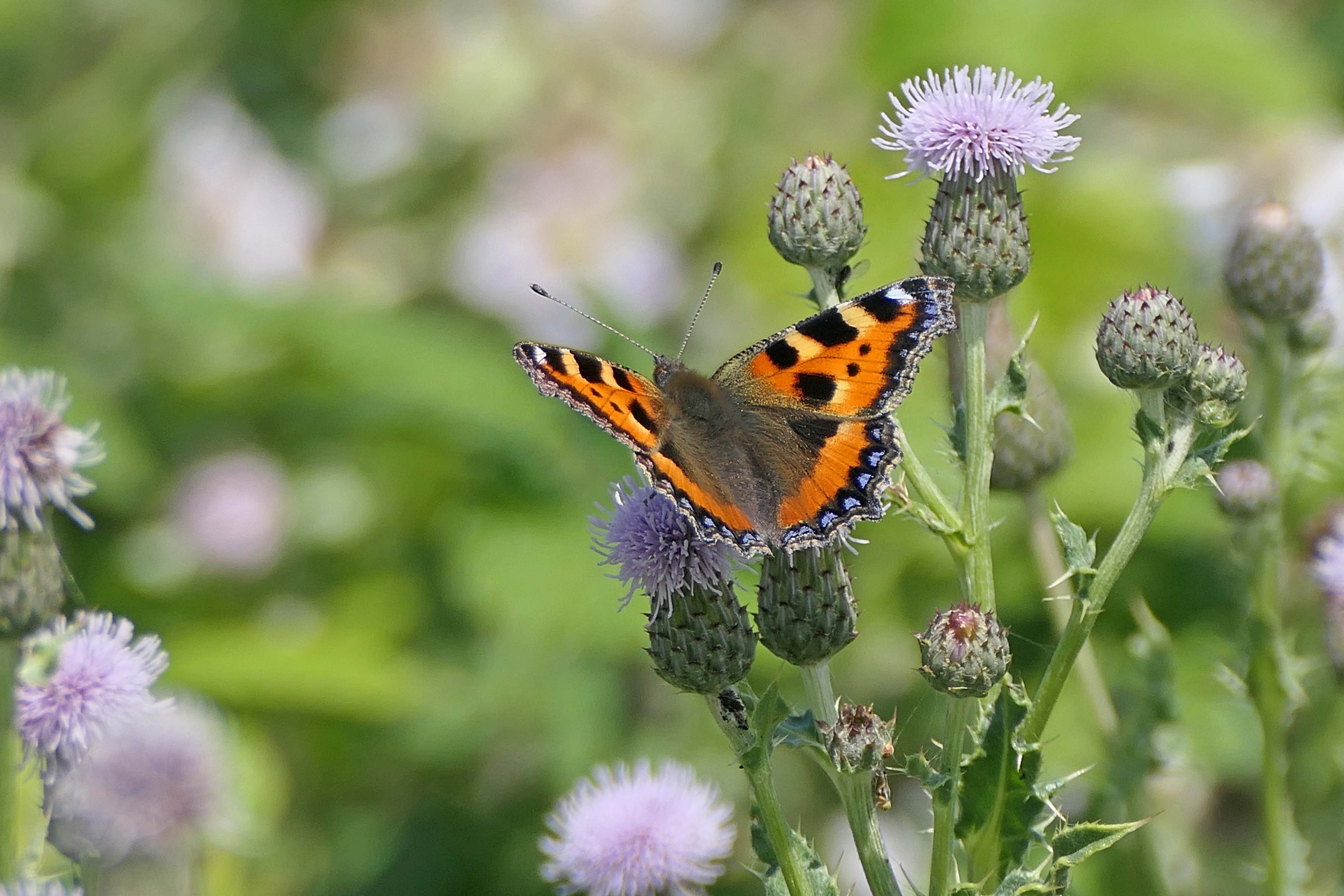 230628 small tortoiseshell