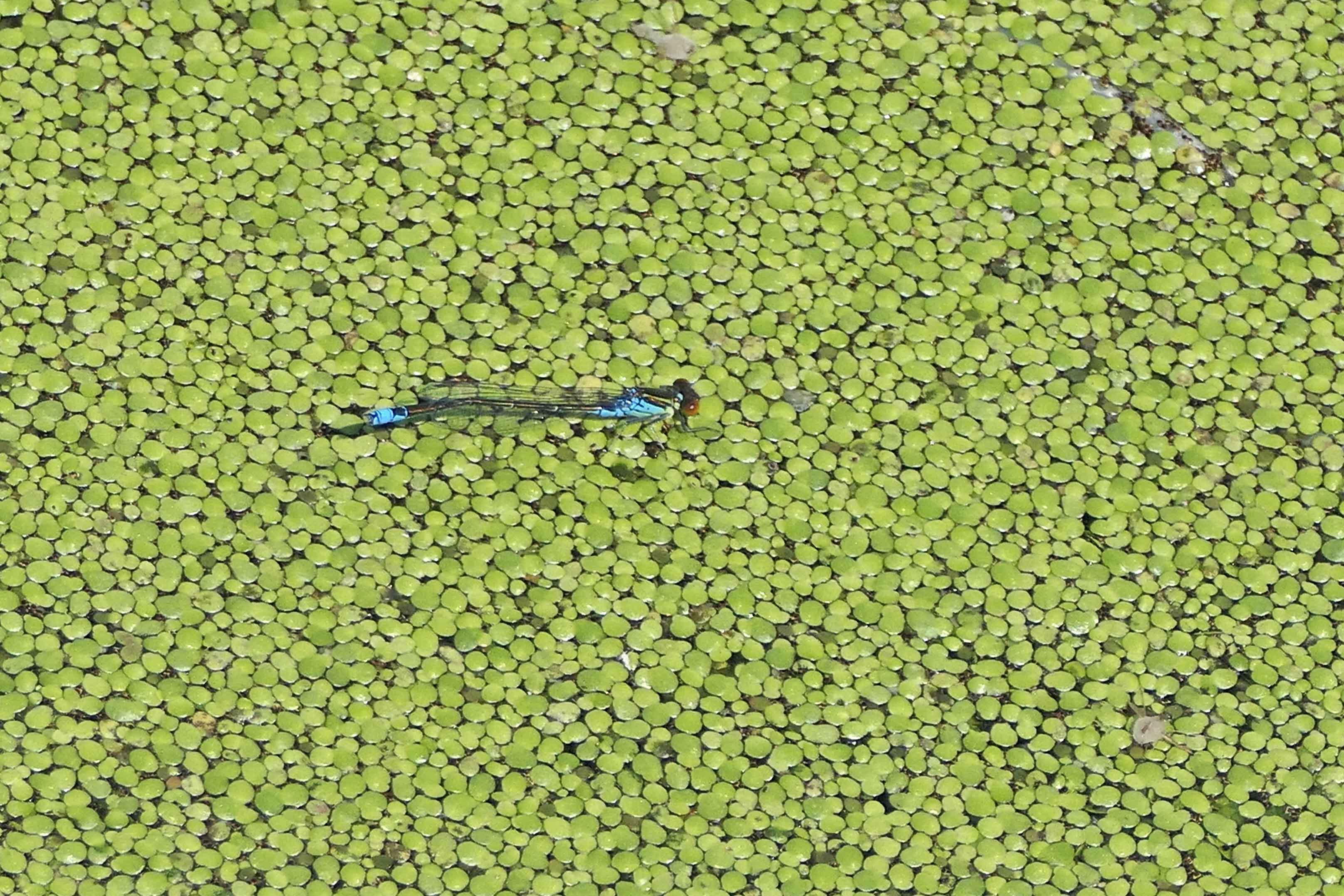 230629 small red-eyed damselfly (1)