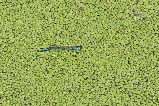 230629 small red-eyed damselfly (1)