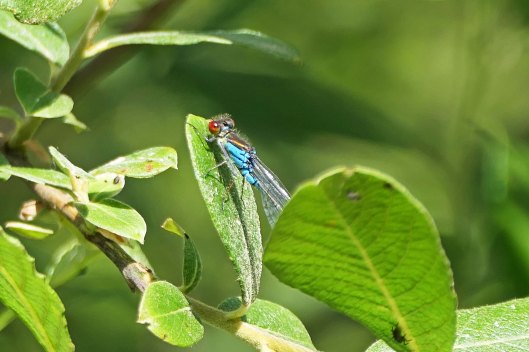 230629 small red-eyed damselfly (2)