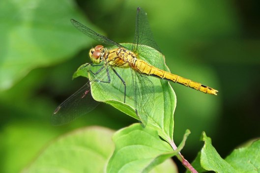 230630 ruddy darter