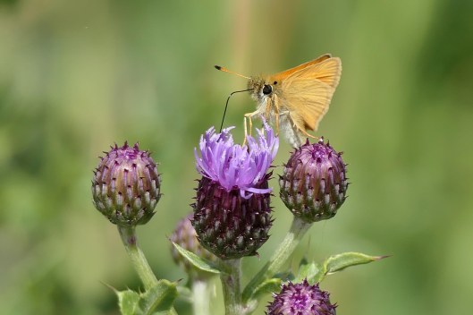 230701 essex skipper