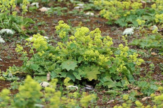 230702 Lady's-mantle (1)